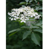 SAMBUCUS nigra