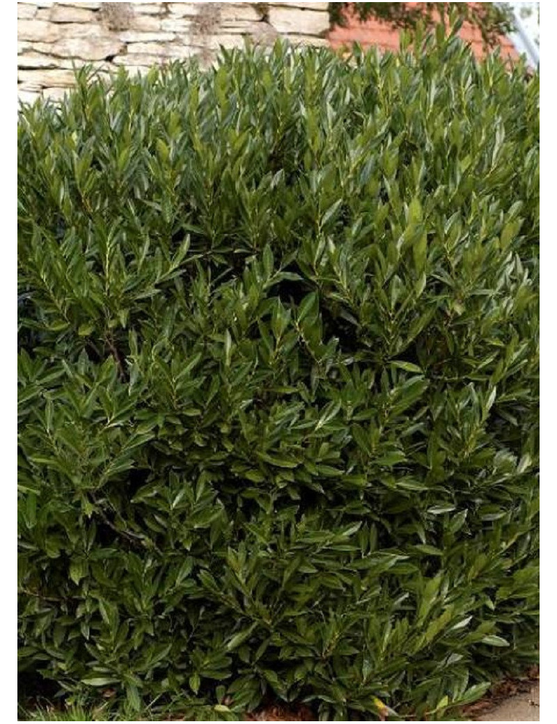 PRUNUS laurocerasus OTTO LUYKEN