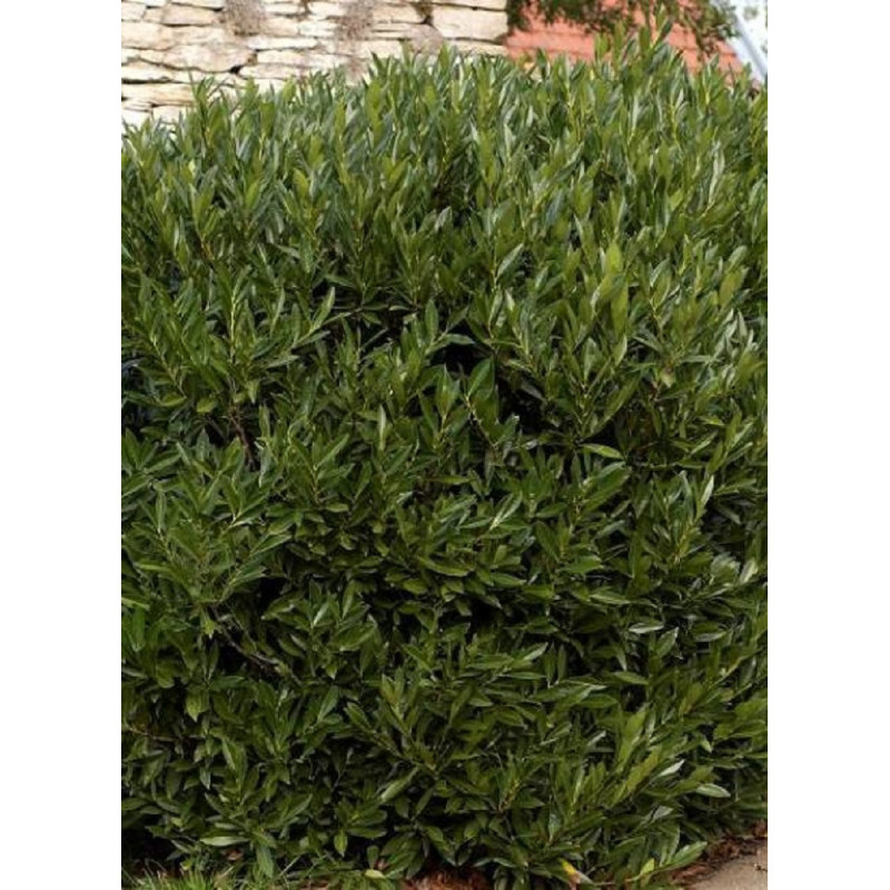 PRUNUS laurocerasus OTTO LUYKEN