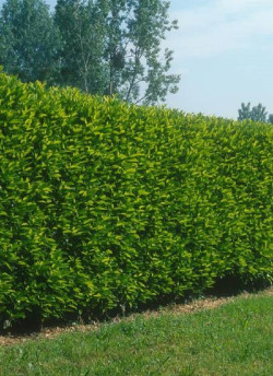 PRUNUS laurocerasus CAUCASICA