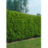 PRUNUS laurocerasus CAUCASICA