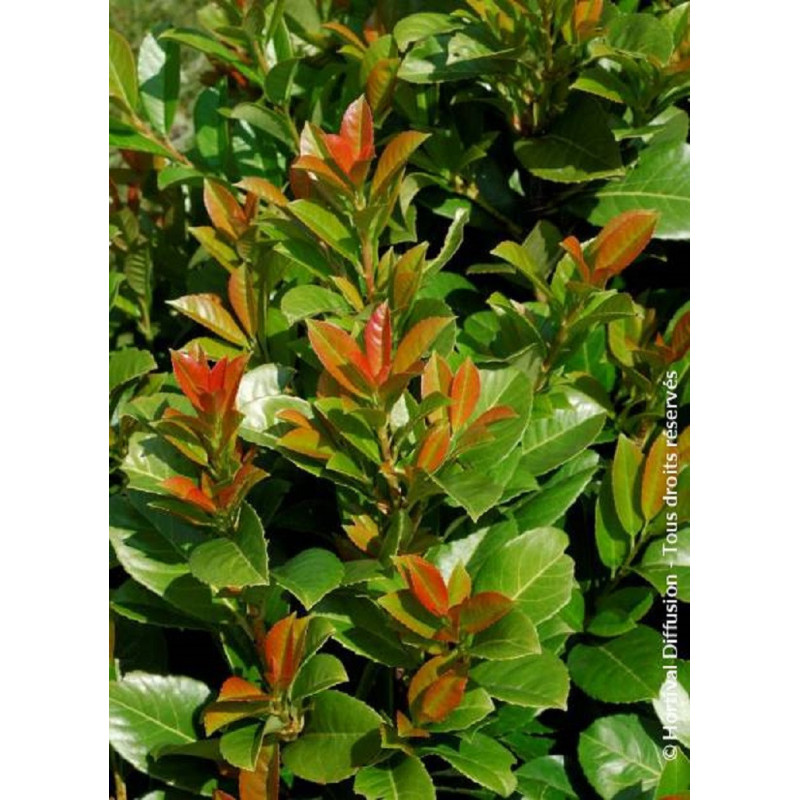 PRUNUS laurocerasus ETNA