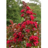 LAGERSTROEMIA DYNAMITE