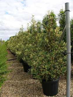 PRUNUS lusitanica VARIEGATA 