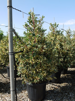 PRUNUS lusitanica VARIEGATA 