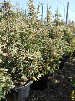 PRUNUS lusitanica VARIEGATA 