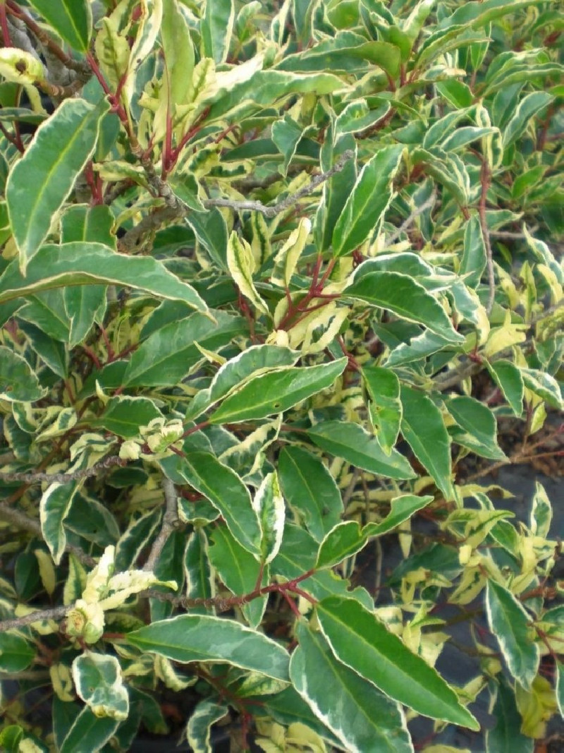 PRUNUS lusitanica VARIEGATA 