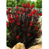 LAGERSTROEMIA BLACK SOLITAIRE BEST RED