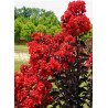 LAGERSTROEMIA BLACK SOLITAIRE BEST RED