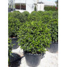 Topiaire (Plante taillée) - PRUNUS lusitanica (Laurier du Portugal)