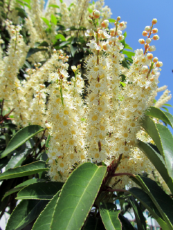 Topiaire (Plante taillée) - PRUNUS lusitanica (Laurier du Portugal)