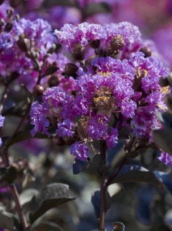 LAGERSTROEMIA BLACK SOLITAIRE LAVENDER LACE