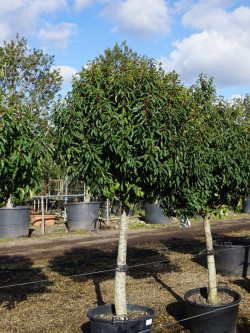 Topiaire (Plante taillée) - PRUNUS lusitanica (Laurier du Portugal)