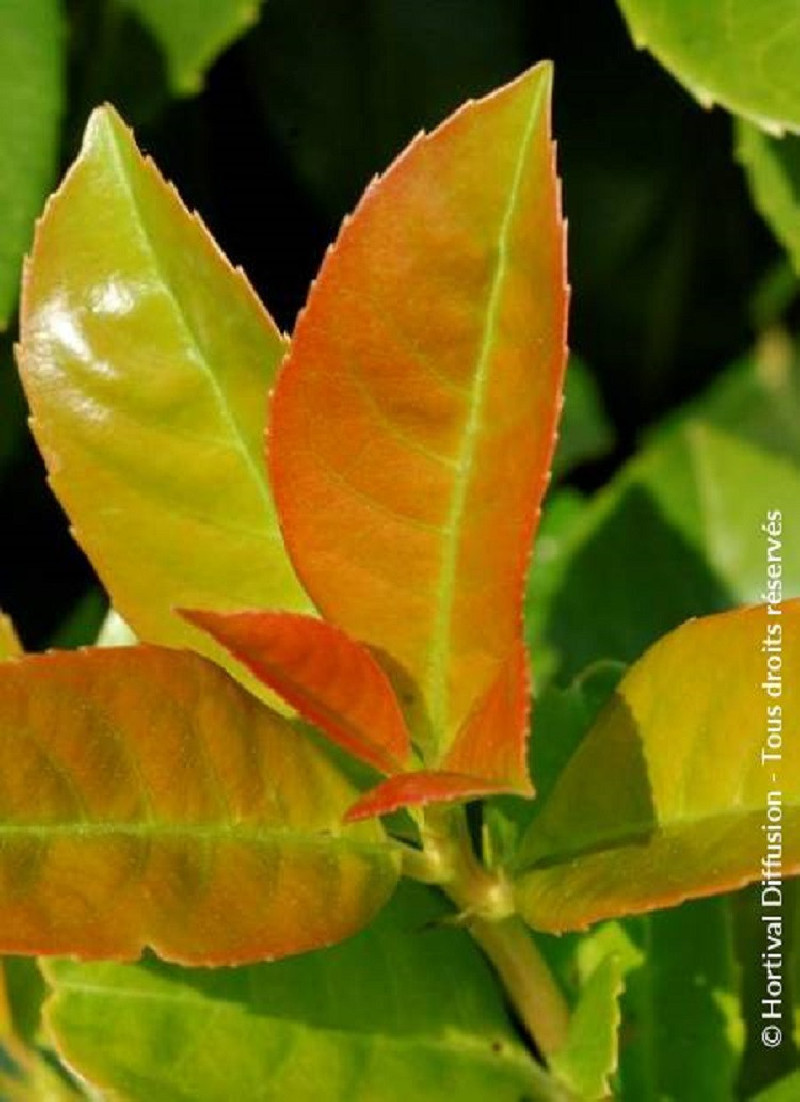PRUNUS laurocerasus ETNA