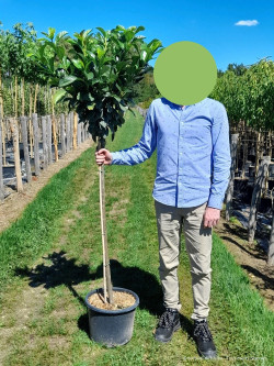 PRUNUS laurocerasus ETNA