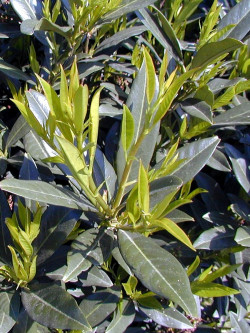 Topiaire (Plante taillée) - PRUNUS laurocerasus OTTO LUYKEN (Laurier-cerise, Laurier-amande, Laurier palme)