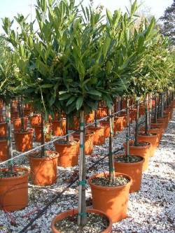 Topiaire (Plante taillée) - PRUNUS laurocerasus OTTO LUYKEN (Laurier-cerise, Laurier-amande, Laurier palme)