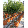 Topiaire (Plante taillée) - PRUNUS laurocerasus OTTO LUYKEN (Laurier-cerise, Laurier-amande, Laurier palme)