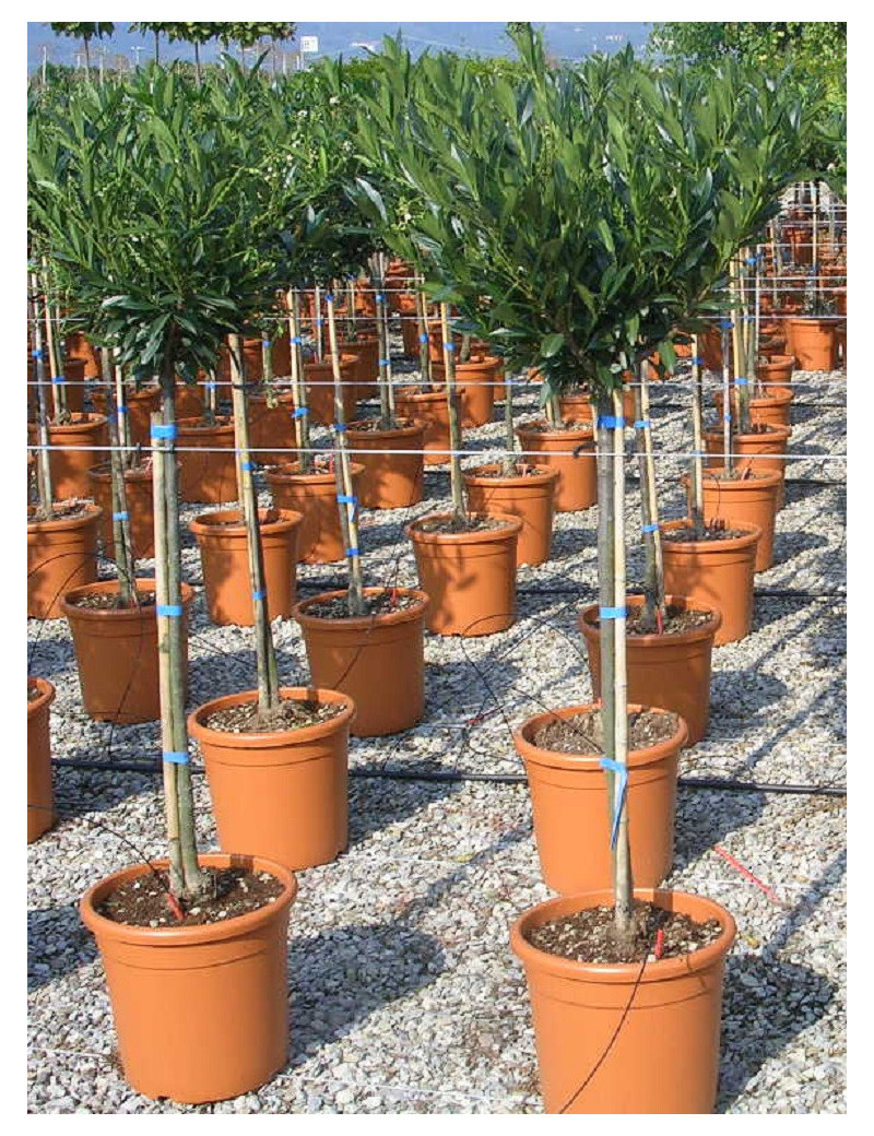 Topiaire (Plante taillée) - PRUNUS laurocerasus OTTO LUYKEN (Laurier-cerise, Laurier-amande, Laurier palme)