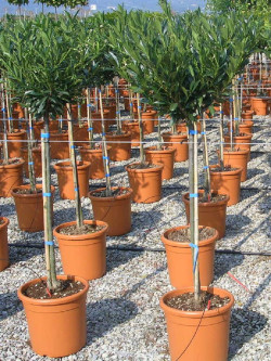 Topiaire (Plante taillée) - PRUNUS laurocerasus OTTO LUYKEN (Laurier-cerise, Laurier-amande, Laurier palme)