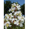 LAGERSTROEMIA BLANC