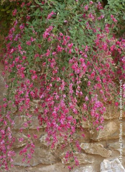 LESPEDEZA thunbergii