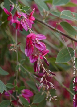 LESPEDEZA thunbergii