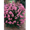 LAGERSTROEMIA CORAL MAGIC