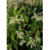 LIGUSTRUM japonicum