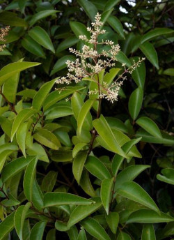 LIGUSTRUM japonicum