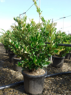 LIGUSTRUM japonicum TEXANUM En pot de 25-30 litres