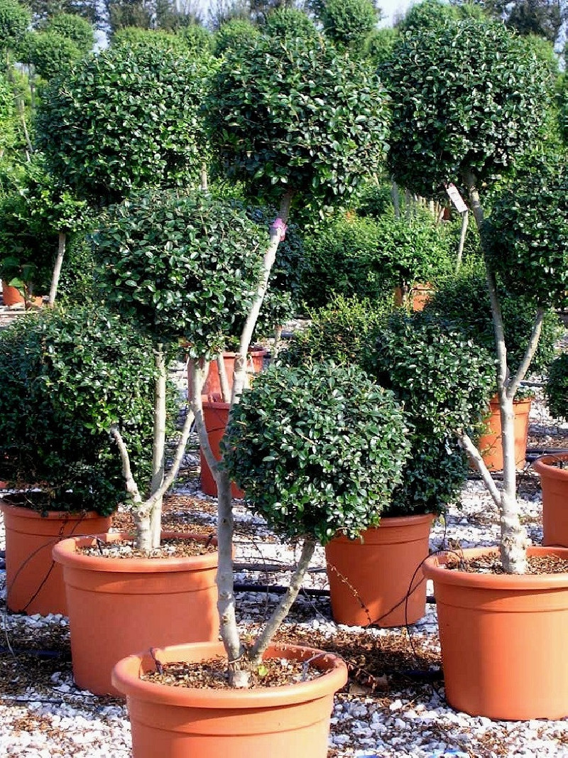 LIGUSTRUM delavayanum