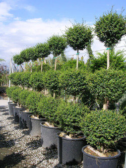 LIGUSTRUM delavayanum