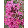 LAGERSTROEMIA ENDURING PINK