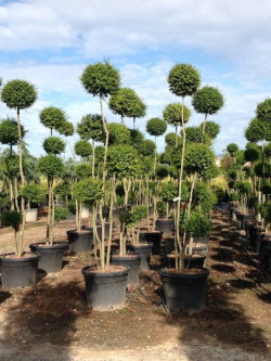 LIGUSTRUM delavayanum