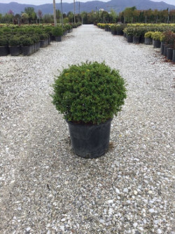 LIGUSTRUM delavayanum