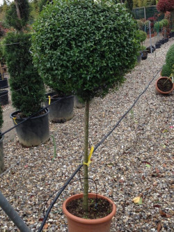 LIGUSTRUM delavayanum