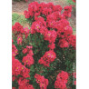 LAGERSTROEMIA ENDURING RED