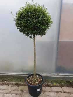 LIGUSTRUM delavayanum