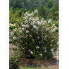 LAGERSTROEMIA ENDURING WHITE
