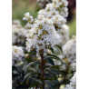 LAGERSTROEMIA ENDURING WHITE