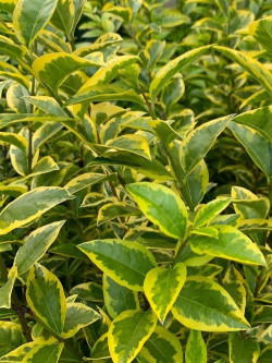 LIGUSTRUM ovalifolium AUREUM
