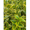 LIGUSTRUM ovalifolium AUREUM