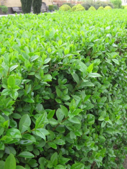 LIGUSTRUM ovalifolium