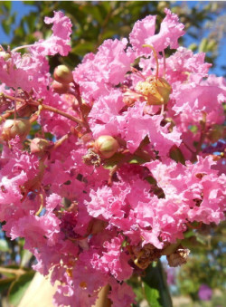 LAGERSTROEMIA MONTBAZILLAC