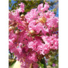 LAGERSTROEMIA MONTBAZILLAC