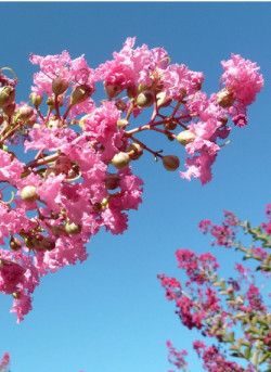 LAGERSTROEMIA MONTBAZILLAC