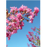 LAGERSTROEMIA MONTBAZILLAC