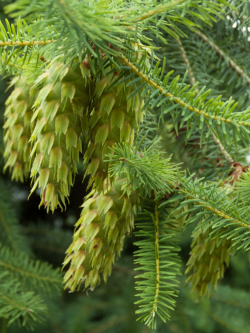 PSEUDOTSUGA menziesii
