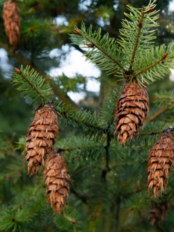 PSEUDOTSUGA menziesii